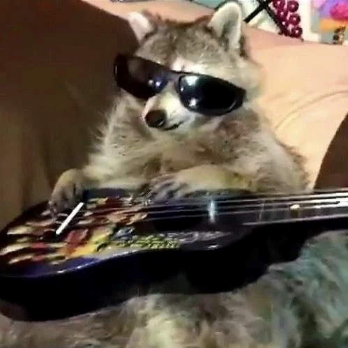 Raccoon Jammin